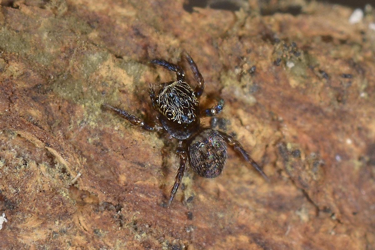 Salticidae?